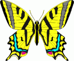 Butterfly2.gif